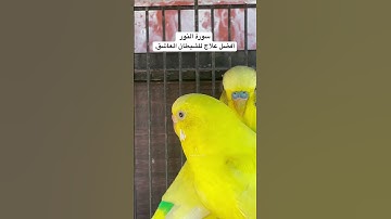 #سورة_النور #علاج #الشيطان #العاشق #قرآن #المصحف #العراق #اكسبلور #طيور #البادجي #quran #birds #usa