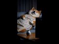 大そうじ疲れたワン🐶So Tired After Cleaning! #柴犬はるの子育て日記 #柴犬 #癒し動画 #shibainu #ai #ai生成