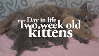 Day in Life of Two Week Old Kittens