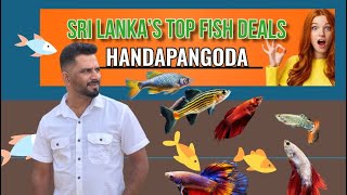 Payanam - Fish Farming | Sri Lanka | Padukka