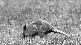 How to get rid of armadillos