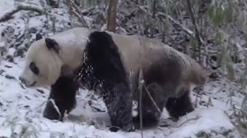 Wild Panda Winter Survival | Wild China | BBC Studios