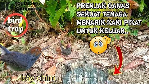 mikat burung prenjak Palmer seruh dan menegangkan‼️endingnya kacau😩