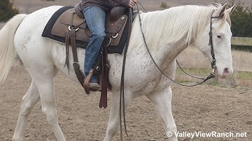 Splashed Crown - slow jogs, stops! - ValleyViewRanch.net