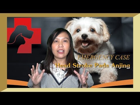 Video: Stroke Pada Anjing: Gejala, Penyebab, & Perawatannya