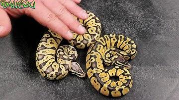 BASE MORPH: Super Pastel