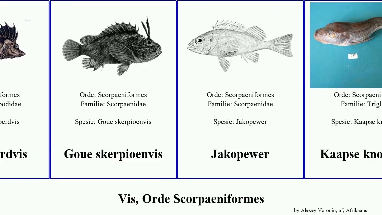 Vis, Orde Scorpaeniformes fish knorhaan Patrikios skerpioenvis perdvis Lierknorhaan Duiwel-vuurvis