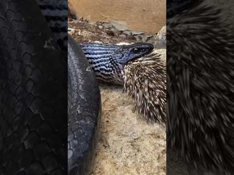 أفعى سوداء و قنفذ
