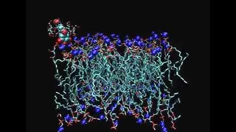 MD simulation of delphinidin formulated with β-cyclodextrin at lipid membrane interface