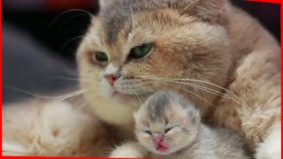 Mother Cat & Kittens #3 | This is Cat