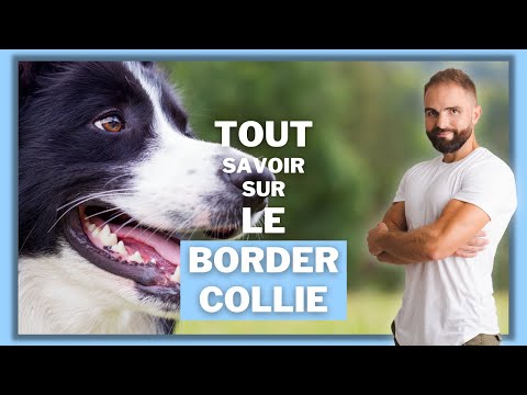 Vidéo: 5 choses à savoir sur votre chien de troupeau de race