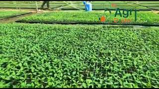 नर्सरी |सिंचाई |#MyAgriDoctor screenshot 5