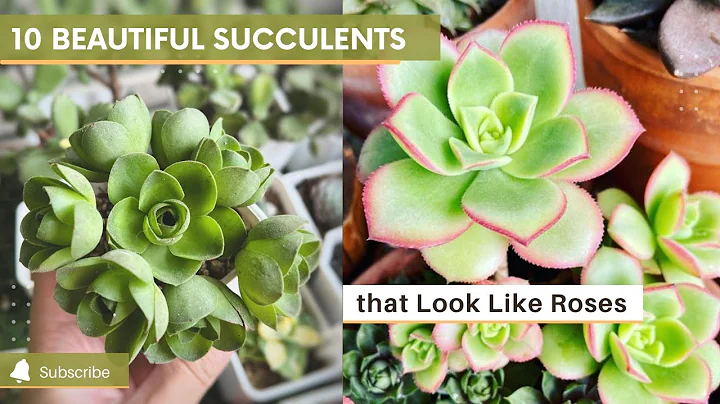 10 Beautiful Succulents that Look Like Roses - DayDayNews