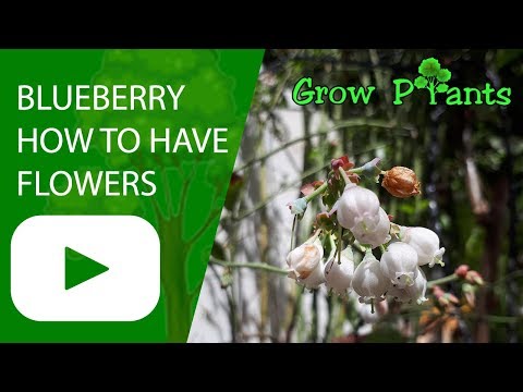 Blueberry flower - How to have flowers and fruits