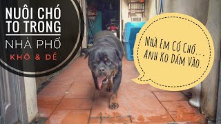 Nhà Em có CHÓ  Anh KO Dám Vào !!!/ Chó Rottweiler/ NhamTuatTV  Dog in Vietnam