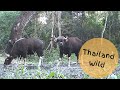 60 Minutes - Mammals in Huai Kha Khaeng, Thailand