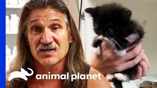 3 Week Old Kittens Rushed To The Clinic For Emergency Care | Dr. Jeff: Rocky Mountain Vet