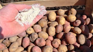 Эта недорогая мука в 100 раз лучше навоза для картофеля. Сыпьте в лунки урожай вас сильно удивит.