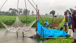 Unbelievable fishing in rainy day | Catching huge fish in flood water | Best village fishing video