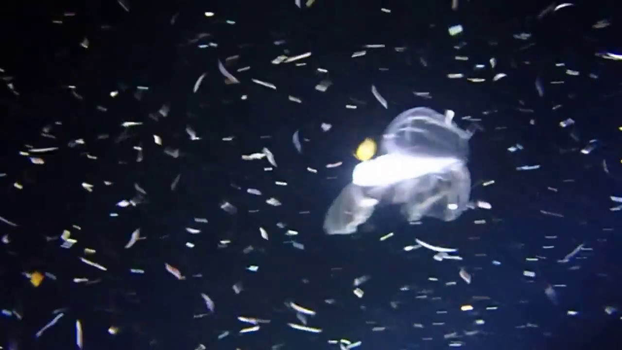 【深海魚】フリソデウオ