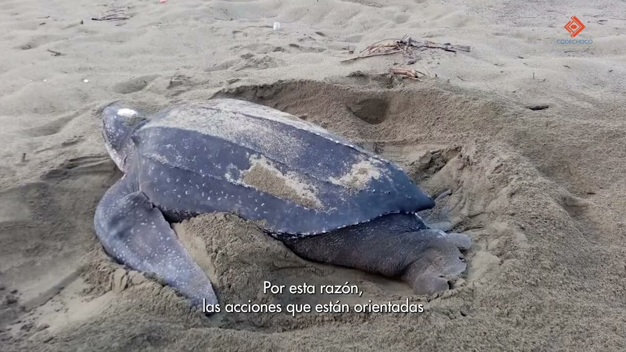Protección Tortuga Caná