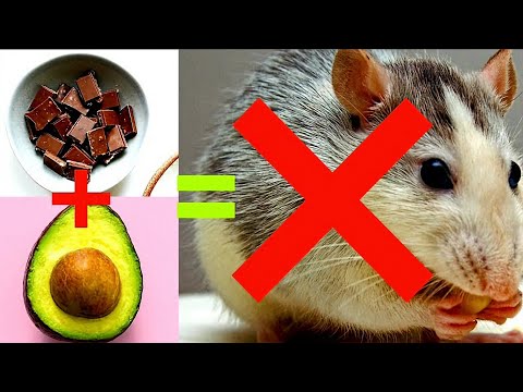 Video: Probleme comune de sănătate a șobolanilor fără păr