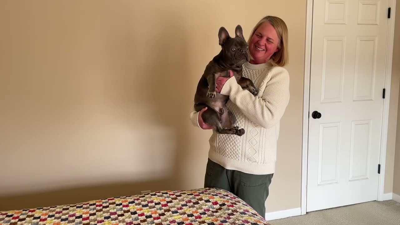 Speech to Inform, The French Bulldog