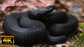 ⚠️ 8 Loài Rắn Độc Có Thể Giết Người Trong Vài Phút! | Khám Phá Cuộc Sống