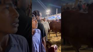 Parade Ag Dalfa Cattle Show. #cow #cattleworld #bull #love