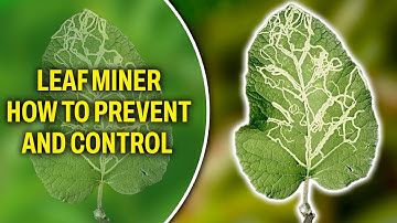 Leaf Miner - How to prevent and control it