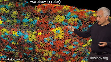 Jeff Lichtman (Harvard) Part 1: Connectomics: seeking neural circuit motifs