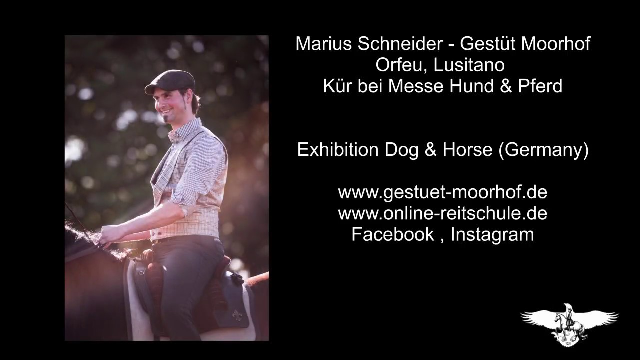 Marius Schneider -  Akademische Reitkunst Dressur Kür mit Lusitano Hengst