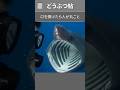 このサメから逃げたら逆におかしい話