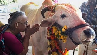 عبادة البقر فى الهند يسجدون امام البقرة لااله الا الله (يسجدون لغير الله)Cow worship in India