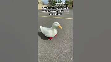 How To Pick Up A Duck Part 5 