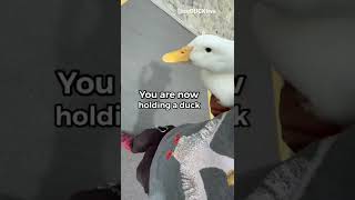 How to pick up a duck (part 5)