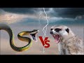 नेवले और सांप क्यों होते हैं एक दूसरे के जानी दुश्मन ! Why Mongoose & Snakes are enemies !