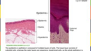 Integumentary System Part 1