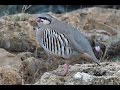 Rock Partridge (Alectoris graeca) - birding in Slovenia 2014