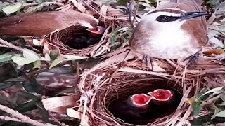 Yellow-vented bulbul Birds try to bring food to feed their babies#bird