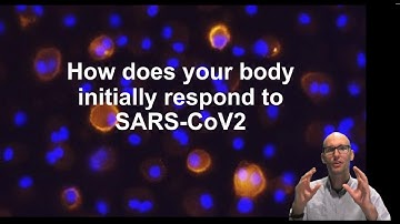 How does your innate immune system deal with SARS-CoV2 (COVID19)