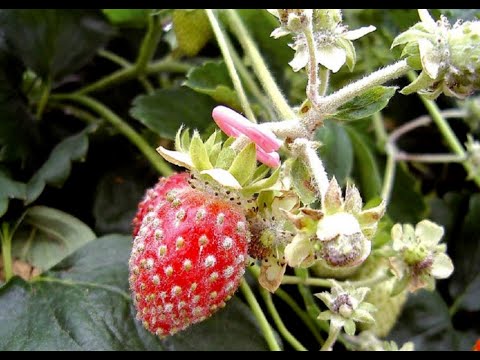 Vidéo: Maladies Des Fraises: Pourriture Blanche, Coriace, Noire, Grise