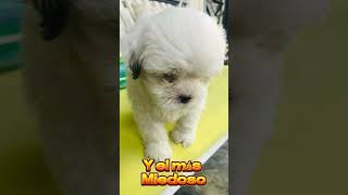 🐶 Conoce a Enoki, Crimini y Ginger, tres perritos  .💕 AmorPerruno #VidaConPerritos #perrosviajeros