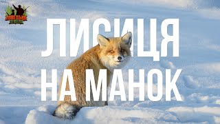 Полювання на лиса з манком. Ловецька Школа. Випуск 4