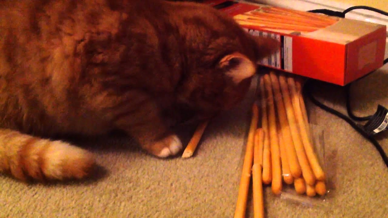 Silly cat eats a WHOLE packet of breadsticks! YouTube