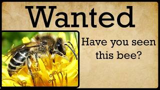 This Will Change How You Look at Ground Nesting Bees Forever!