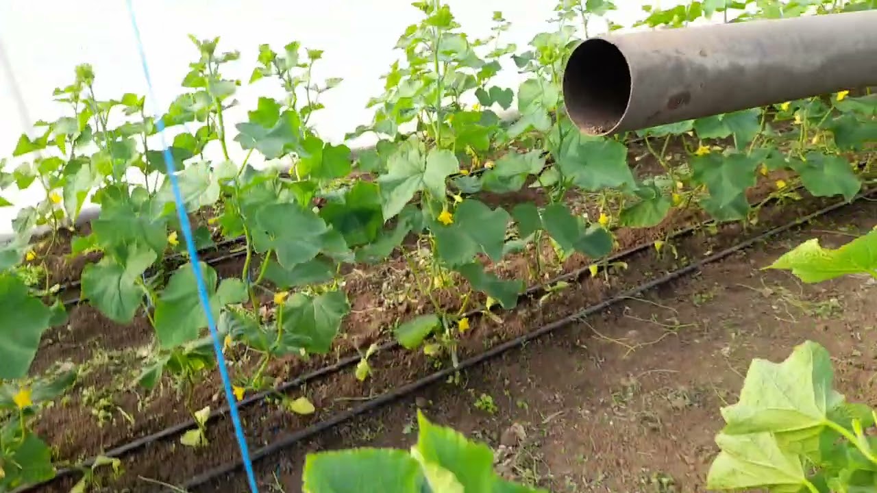 Херсонщина.Знову загроза заморозків.