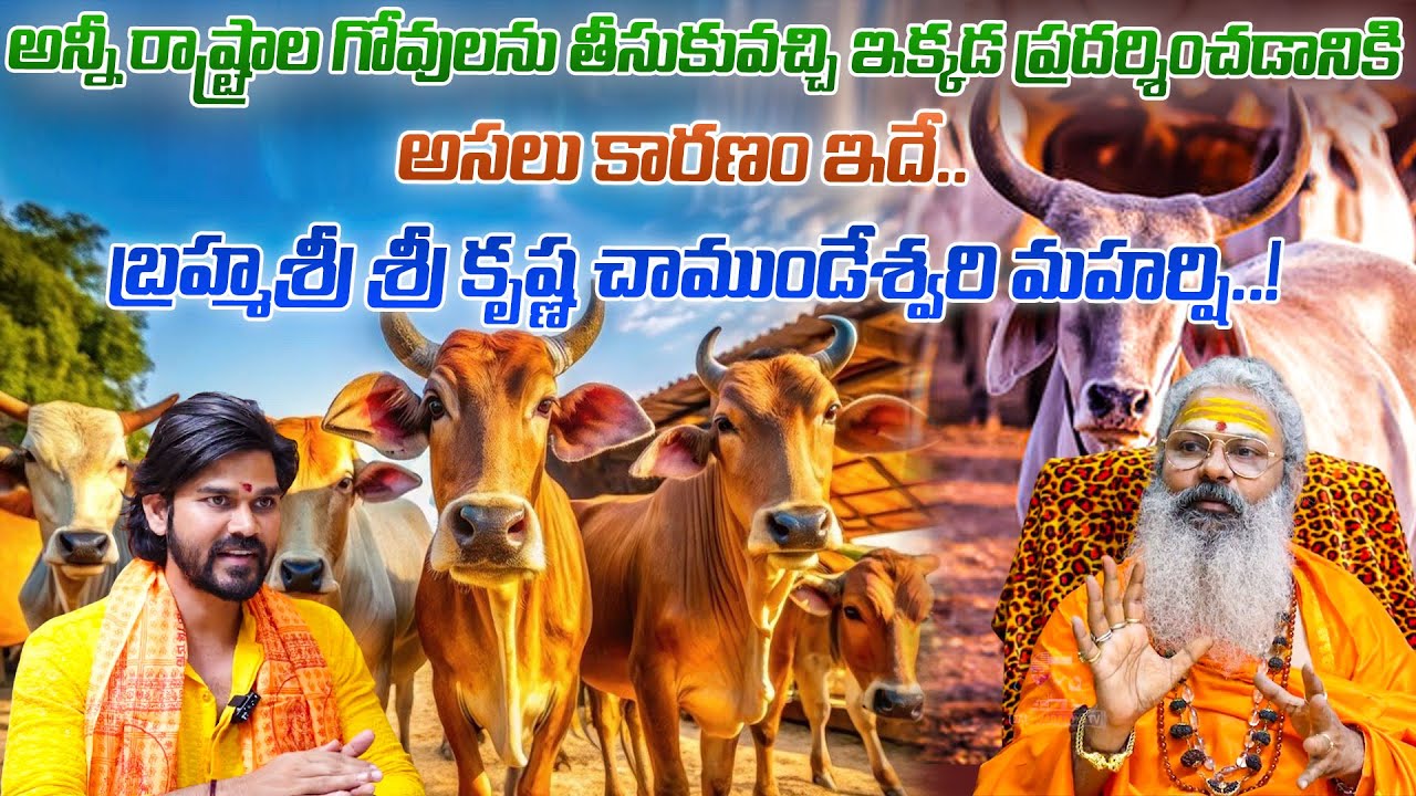 The Real Reason Behind Bringing Cows from All States of India | Spiritual Revelation | JAISWARAJYATV