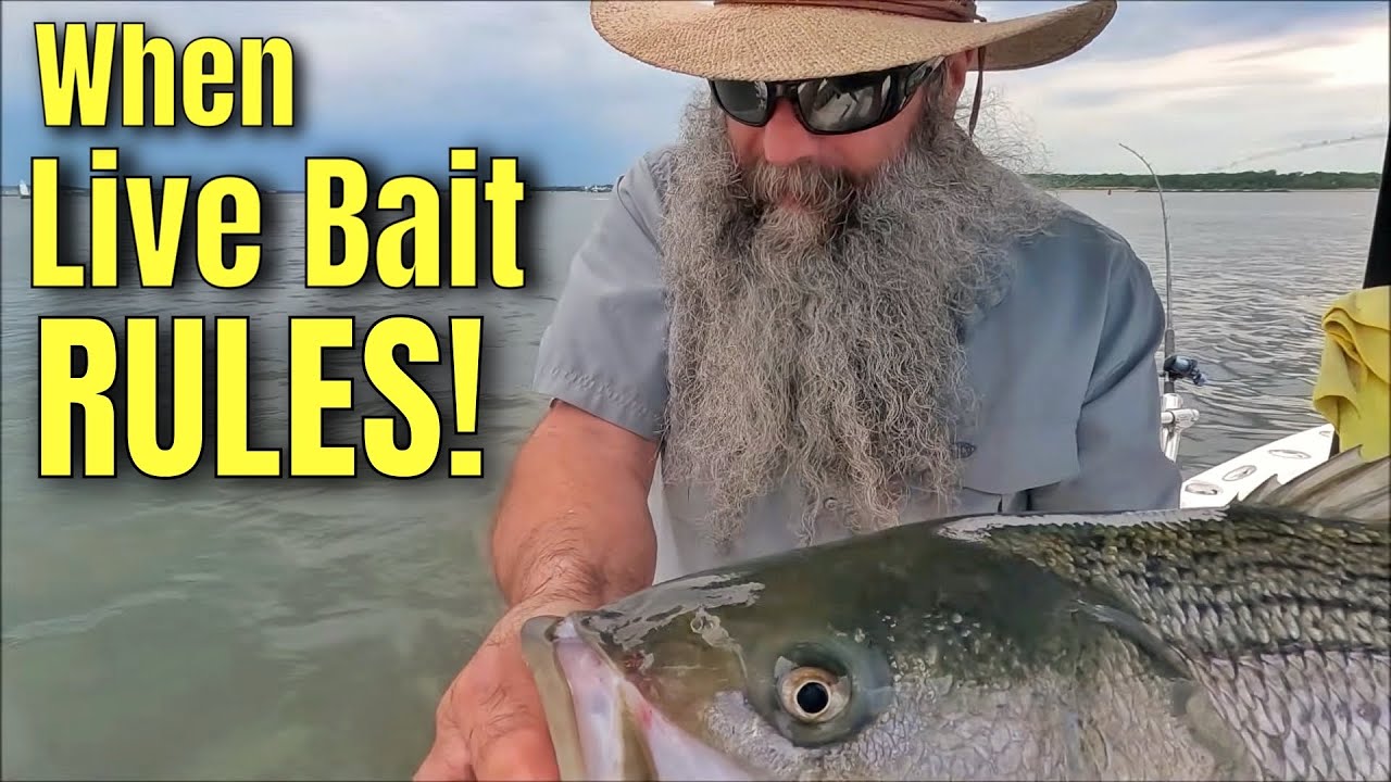 Striped Bass EVERYWHERE! Striper Fishing Patterns to learn.