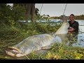 Pescatore Combatte un Siluro Mostruoso in Spinning - HD by Catfishing World